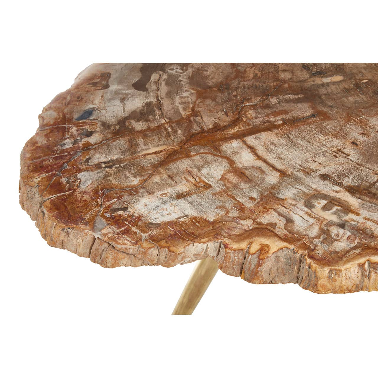 Relic Petrified Wood Coffee Table