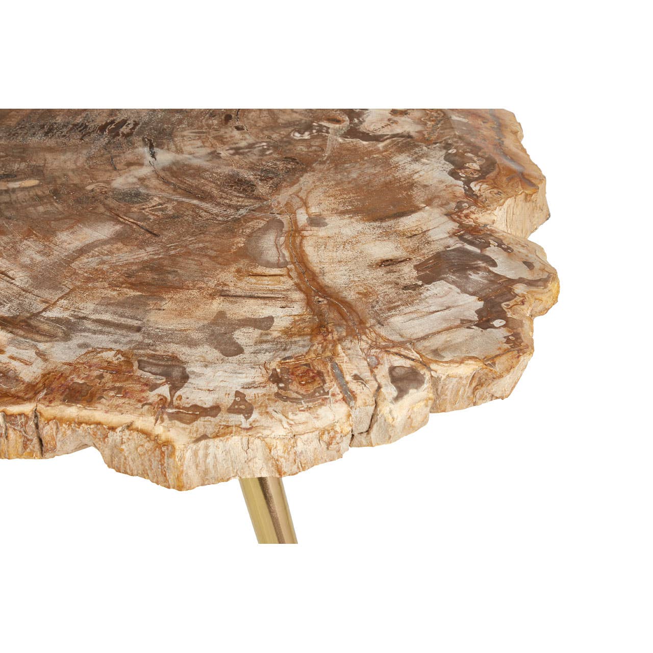 Relic Petrified Wood Coffee Table